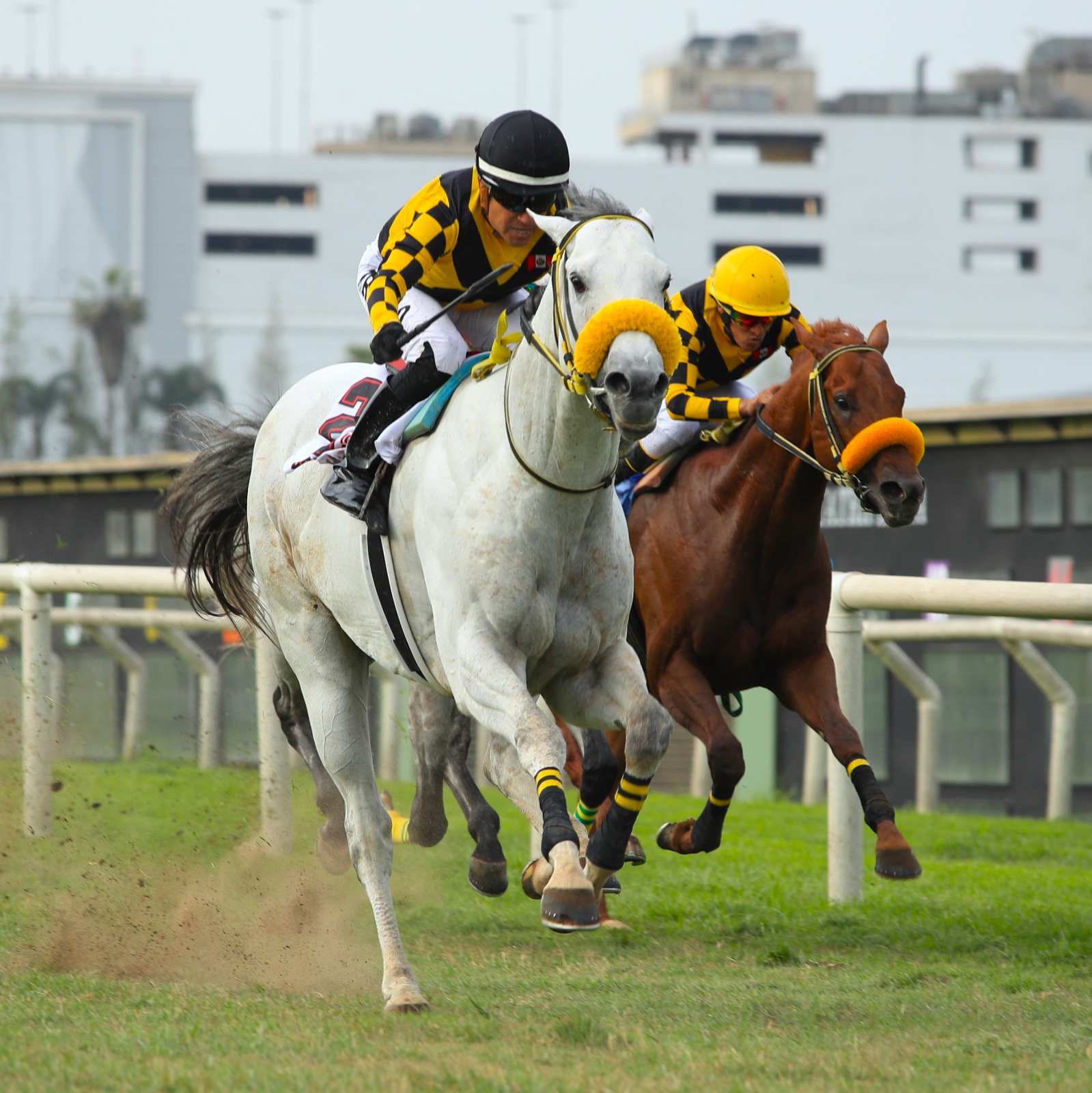  Foto: Julio Villanueva - Renzo Ramos F.D.